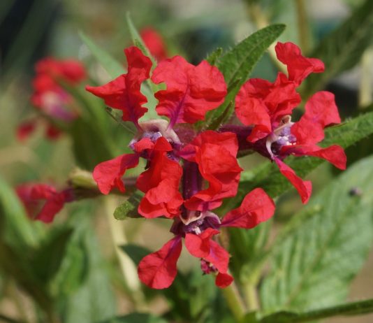 Куфея Ллавея — из комнатных в садовые