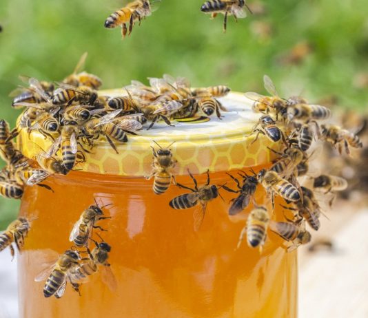 Практический опыт пчеловода — от покупки пчёл до первого мёда - Животные Практический опыт пчеловода — от покупки пчёл до первого мёда