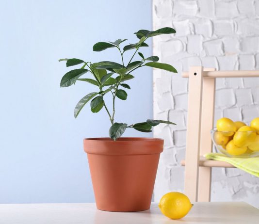 Почему не растёт лимон?