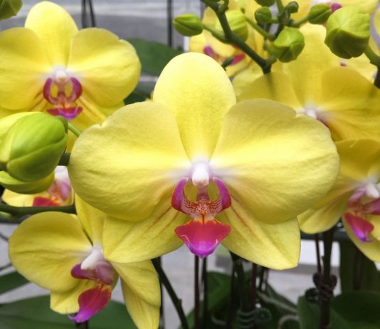 «Почкорост» — уникальный регулятор роста для комнатных растений