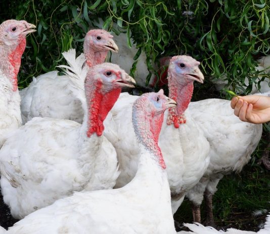 Секреты разведения индюков от нашего дедушки