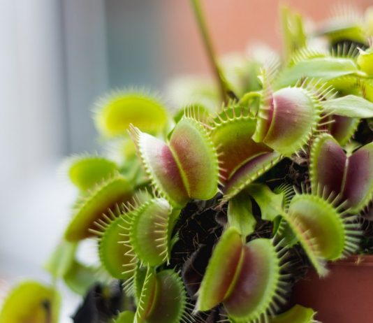 Венерина мухоловка — растение-хищник на подоконнике