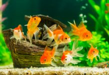 10 ошибок начинающих аквариумистов