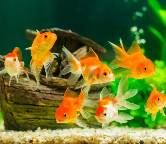 10 ошибок начинающих аквариумистов