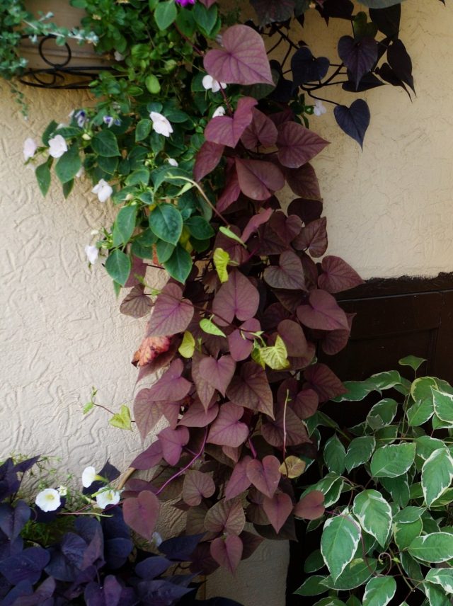 Батат декоративный, или Ипомея батат (Ipomoea batatas)