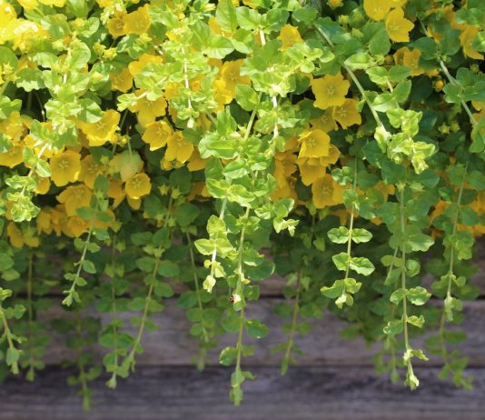 5 лучших декоративно-лиственных ампелей для озеленения балконов и террас