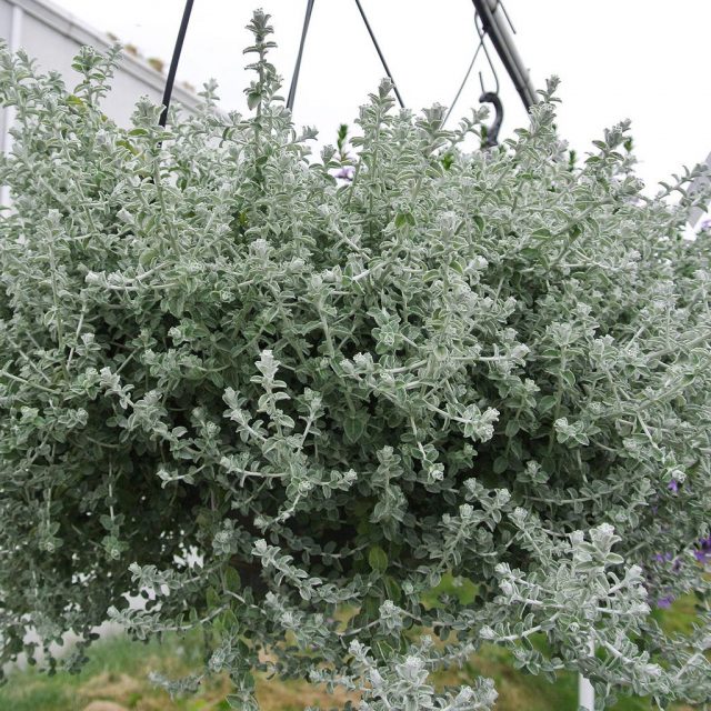 Гибрид гелихризума черешкового (Helichrysum petiolare) Silver Mist Гибрид гелихризума черешкового (Helichrysum petiolare) Silver Mist