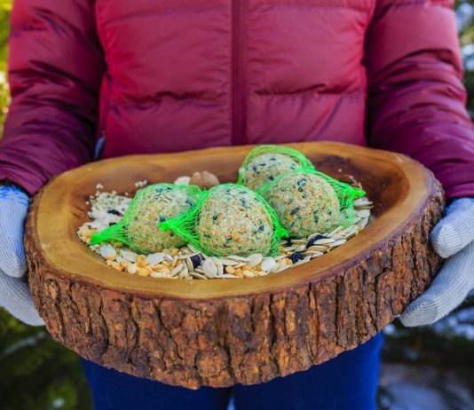 Чем можно и нельзя кормить птиц зимой? - Животные Чем можно и нельзя кормить птиц зимой?