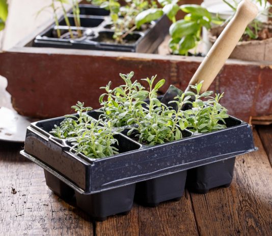 Что можно посеять на рассаду в декабре? - Ягодник Что можно посеять на рассаду в декабре?