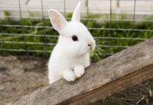 Декоративный кролик — плюсы и минусы домашнего питомца