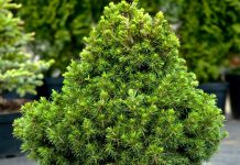 Ель «Томпа» (Picea abies 'Tompa')