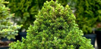 Ель «Томпа» (Picea abies 'Tompa')