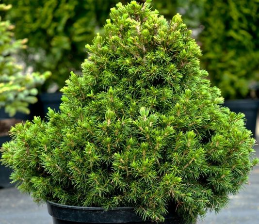 Ель «Томпа» (Picea abies 'Tompa')