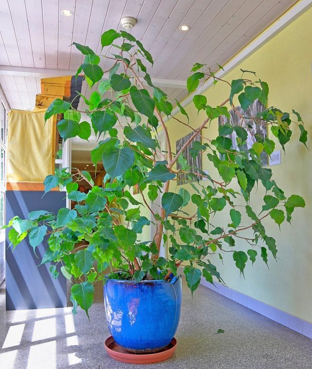 Фикус священный (Ficus religiosa) Фикус священный (Ficus religiosa)