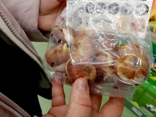 Если вы покупаете луковицы, корневища — покупайте их вовремя