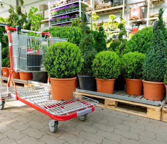 Как купить семена и саженцы и не потратить лишнего?