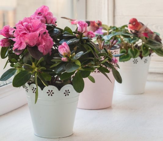 Какие комнатные растения не цветут без прохладной зимовки? - Редкие и необычные Какие комнатные растения не цветут без холодной зимовки?