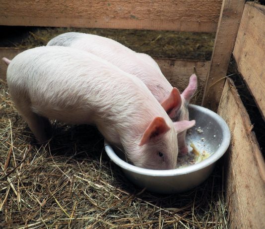 Как приготовить питательный и полезный корм для свиней?