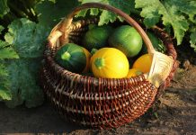 Круглые кабачки — вкуснейшая альтернатива традиционным