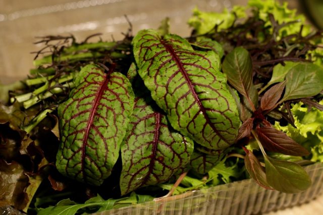 Листья мангольда (Beta vulgaris ssp. сicla) красивые, броские, достаточно крупные Листья мангольда (Beta vulgaris ssp. сicla) красивые, броские, достаточно крупные