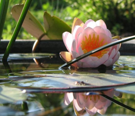 Мини-водоём для нимфеи — это просто