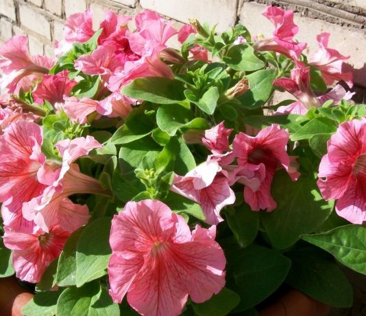 Моя прекрасная петуния, или Какие гибриды я выращиваю на балконе?