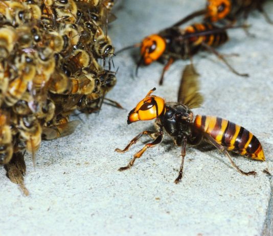 Пчелиные войны, или Печальный конец нашей первой пасеки