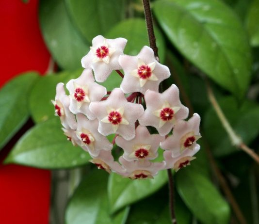 Почему хойя сбрасывает листья? - Красивоцветущие Почему хойя сбрасывает листья?