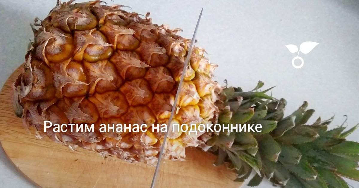 Растим ананас на подоконнике