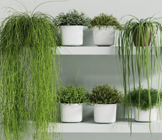 Рипсалисы — самые необычные кактусы