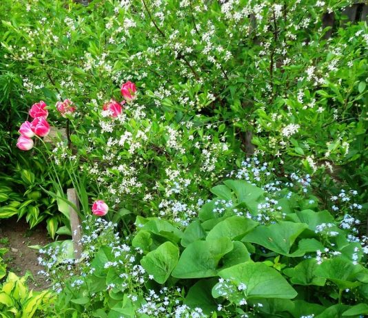 Самые морозостойкие весенние многолетники в моём саду