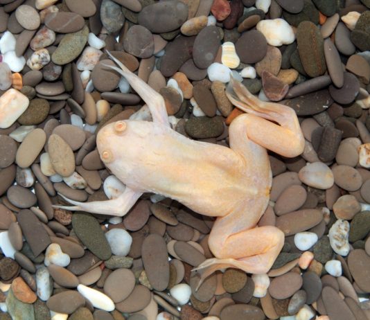 Шпорцевые лягушки, или Как оживить жизнь аквариума?