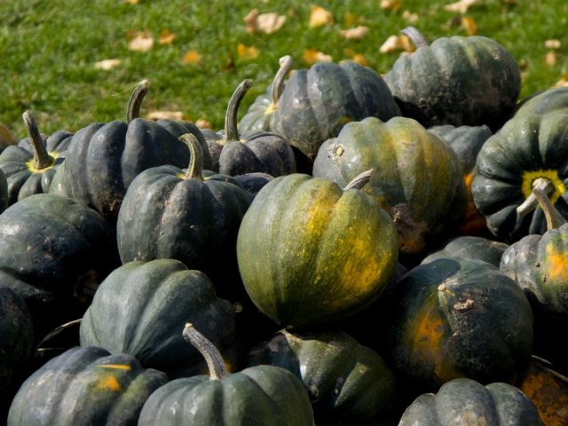 Тыква-желудь — полезный овощ без тыквенного запаха и вкуса
