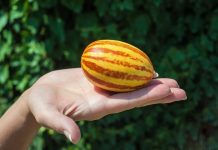 Вьетнамская дыня — развенчиваем мифы, разгадываем загадки