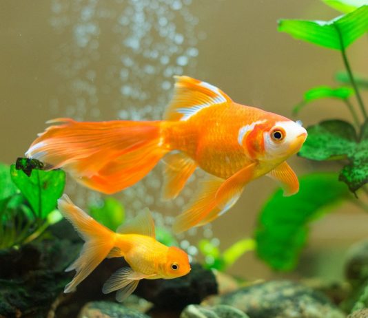 10 пород золотых рыбок для начинающих и опытных аквариумистов
