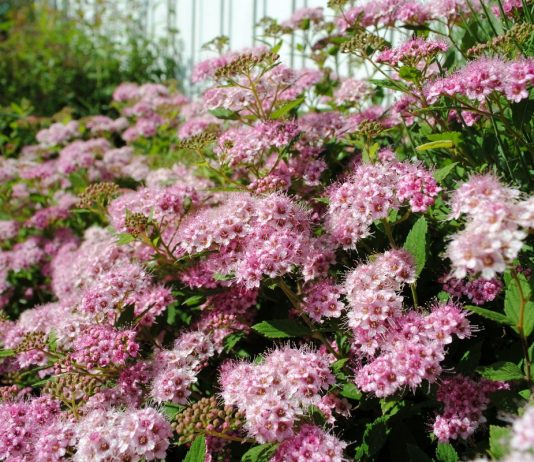 5 красивоцветущих кустарников для северных регионов - Цветы многолетние 5 красивоцветущих кустарников для северных регионов