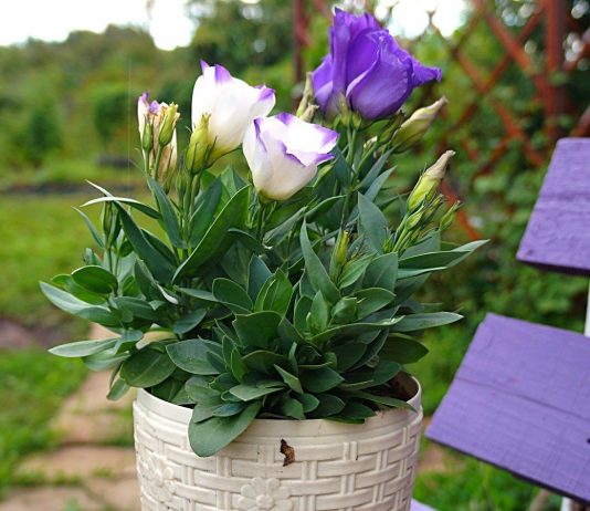 7 однолетних цветов, которые я советую посадить в феврале - Цветник и ландшафт 7 однолетних цветов, которые я советую посадить в феврале