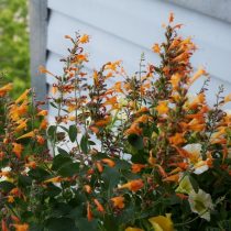 Агастахе (Agastache) 'Arizona Sandstone' 