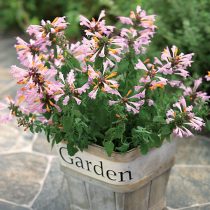 Агастахе (Agastache) 'Arizona Sunset'