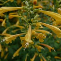 Агастахе (Agastache) 'Arizona Sun'