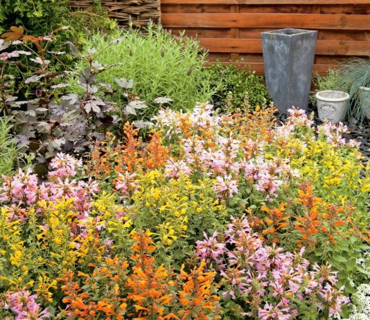 Агастахе «Аризона» — оригинальная новинка среди однолетних цветов