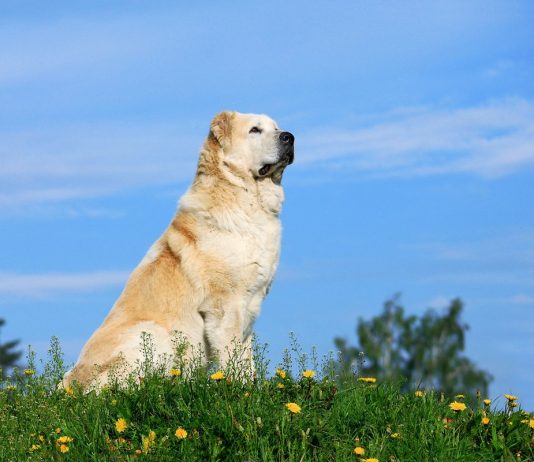 Почему алабай — идеальная собака для загородной жизни? - Животные Почему алабай — идеальная собака для загородной жизни?