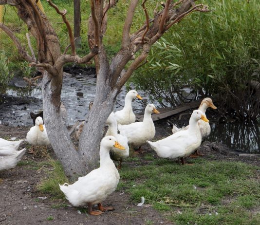 Бройлерные утки — быстрое мясо без особых хлопот