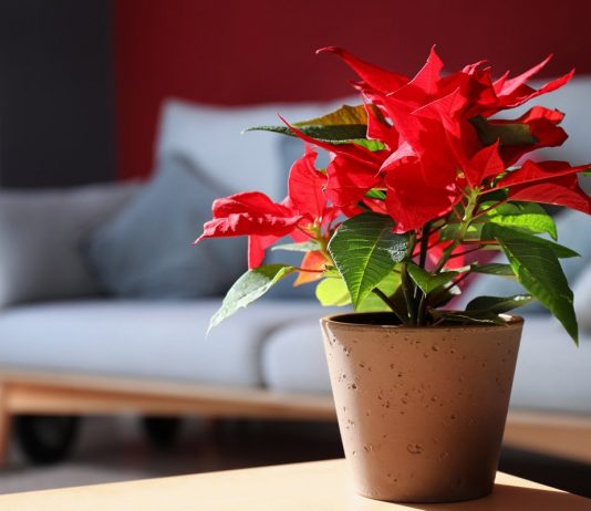 Что делать с пуансеттией после праздников? - Красивоцветущие Что делать с пуансеттией после праздников?