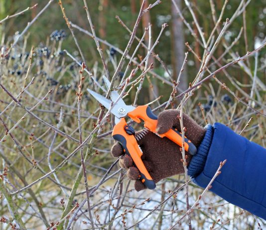 Что не забыть сделать в феврале садоводу?