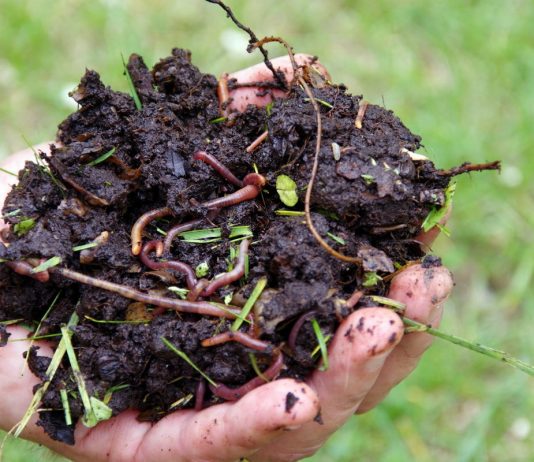 Дождевые черви — зачем нужны и как их развести для производства удобрения?