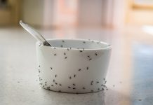 Муравьи - частые незваные бесцеремонные гости в наших домах