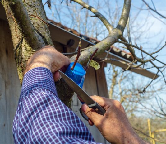 Готовимся к весенним прививкам