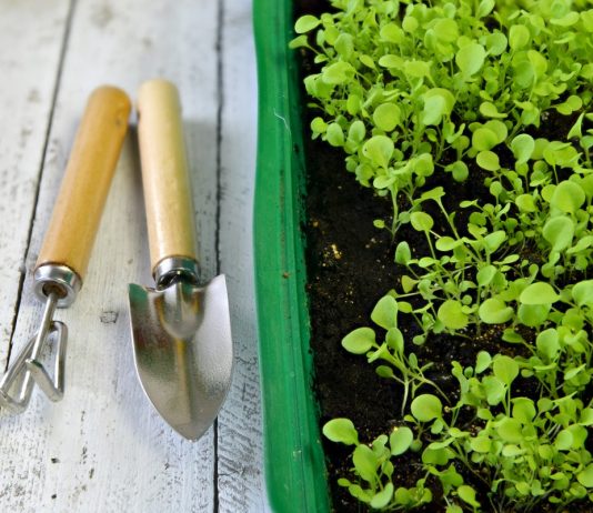 Хитрости посева бегонии, эустомы, петунии и других мелкосемянных культур - Цветник и ландшафт Хитрости посева бегонии, эустомы, петунии и других мелкосемянных культур