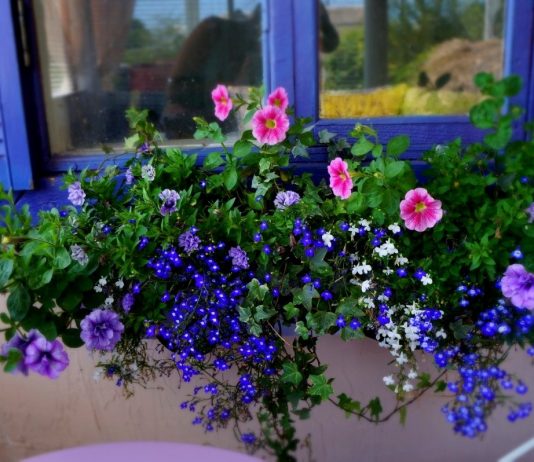 Композиции для контейнеров и подвесных корзин: «Дачный Прованс» - Цветник и ландшафт Композиции для контейнеров и подвесных корзин: «Дачный Прованс»